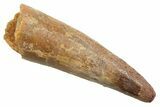 Juvenile Fossil Spinosaurus Tooth - Real Dinosaur Tooth #354845-1
